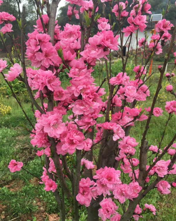 瀘州城投花木公司位置 瀘州城投花木公司位置