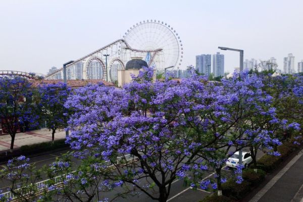 藍(lán)花楹浪漫綻放，城投花木守護(hù)城市詩(shī)意
