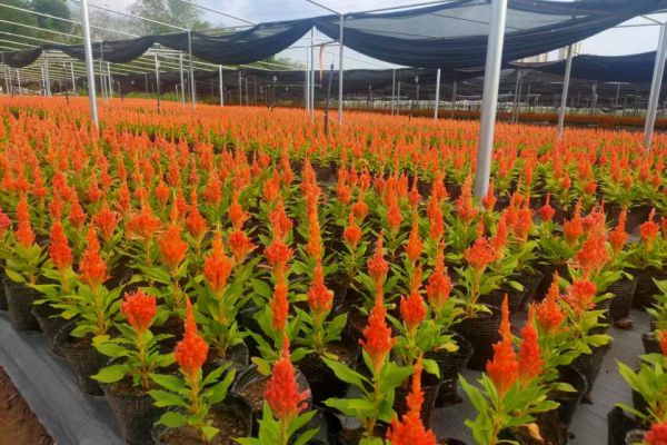 城投花木公司龍窩溝苗圃竣工投產(chǎn) 助力苗木產(chǎn)業(yè)升級(jí)
